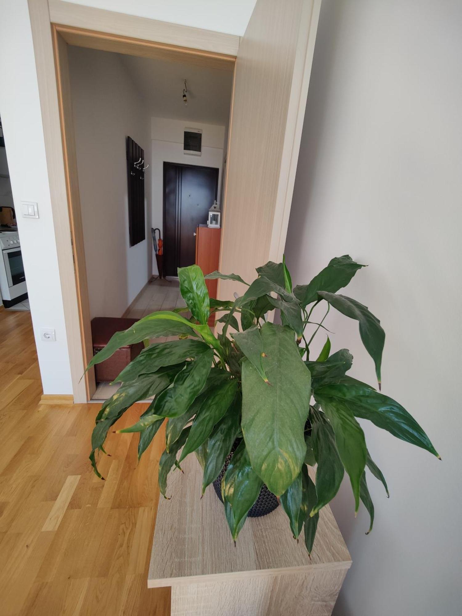 Apartman Aleksic Ni Kültér fotó