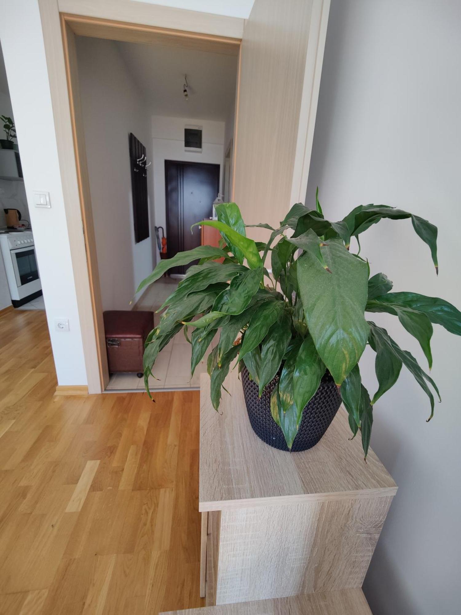 Apartman Aleksic Ni Kültér fotó